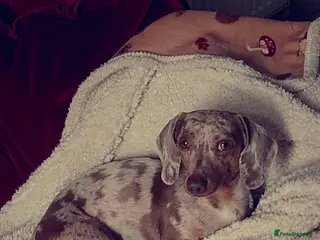 Miniature Dachshund dogs KC 👑 PRINCE PADDACCIO 👑 - Isabella and Tan in Louth - Advert 23