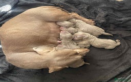 Dachshund dogs for sale: Dachshund  - Image 1