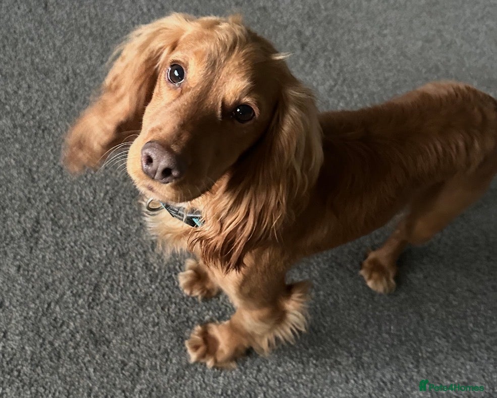 Cocker Spaniel dogs Red Cocker spaniel male  - Advert 1
