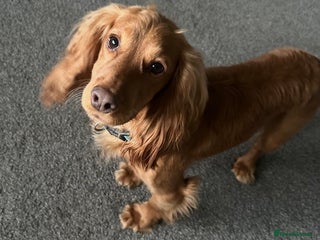 Cocker Spaniel dogs Red Cocker spaniel male - Advert 1