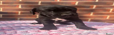 Cane Corso 4