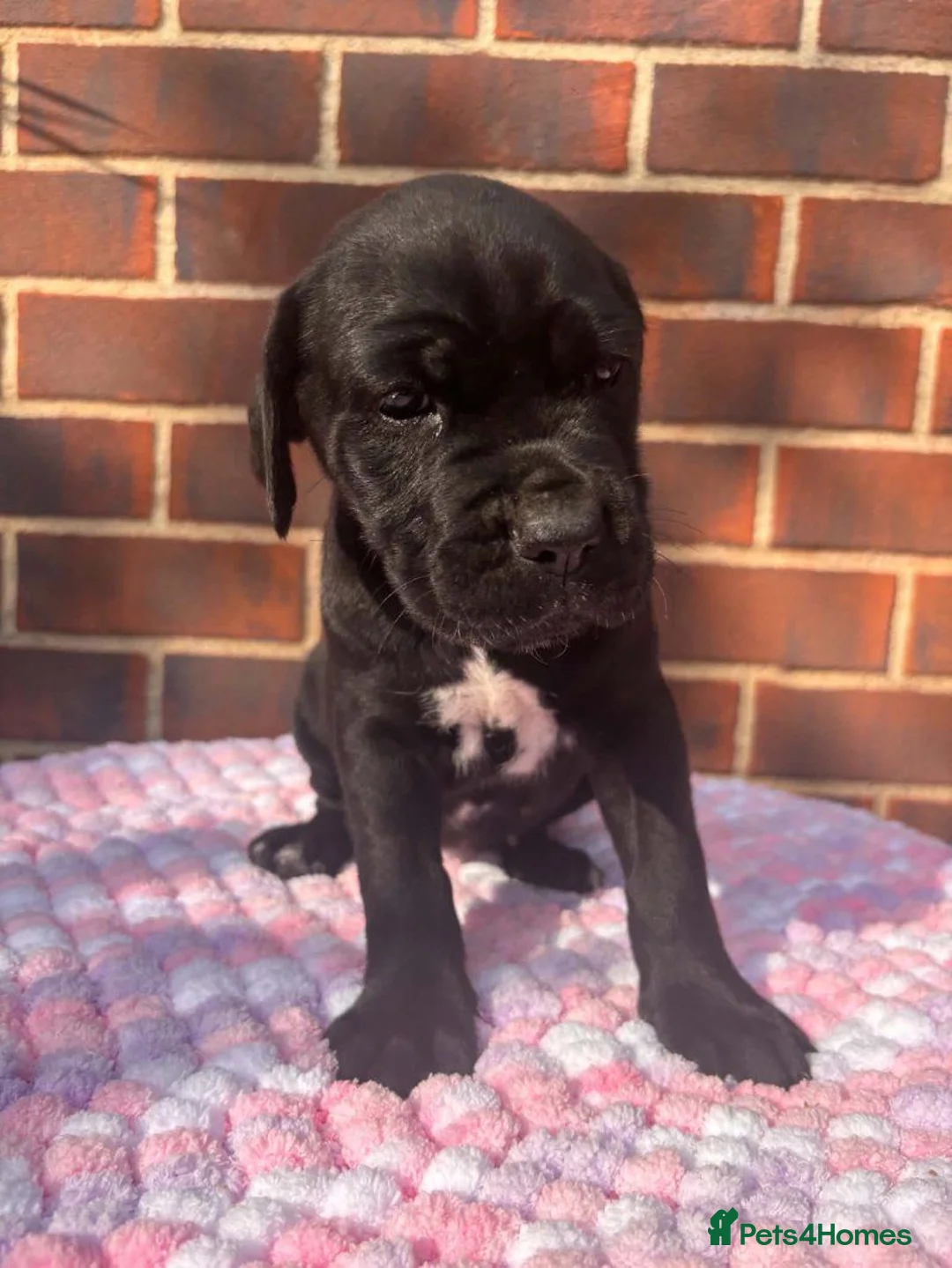 Cane Corso dogs for sale: Black Cane Corso Puppies for sale - 2 boys 2 girls in Swansea - Advert 2