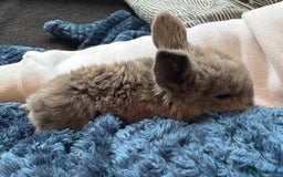 Mini Lop rabbits for sale: Pure Bred Mini Lop babies - Advert 6