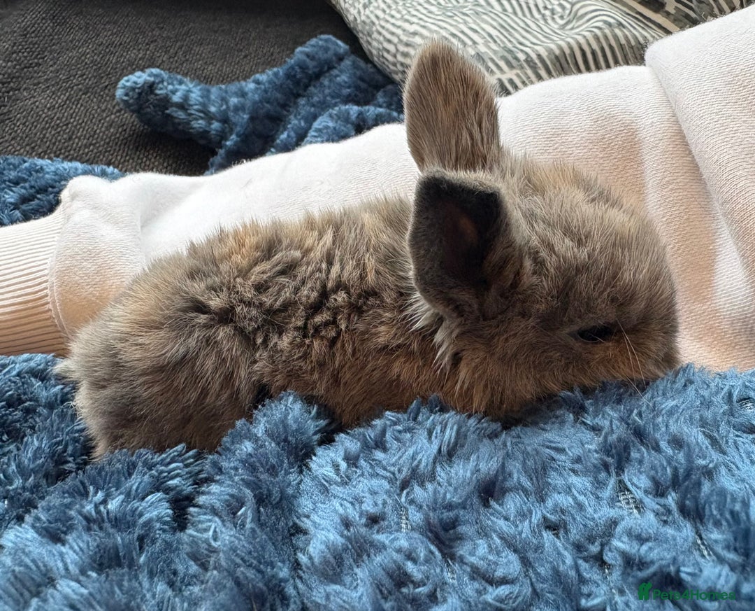 Mini Lop rabbits for sale: Pure Bred Mini Lop babies - Advert 6