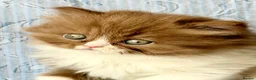 British Shorthair cats for sale: Beautiful pedigree kittens TICA registered  - Advert 7