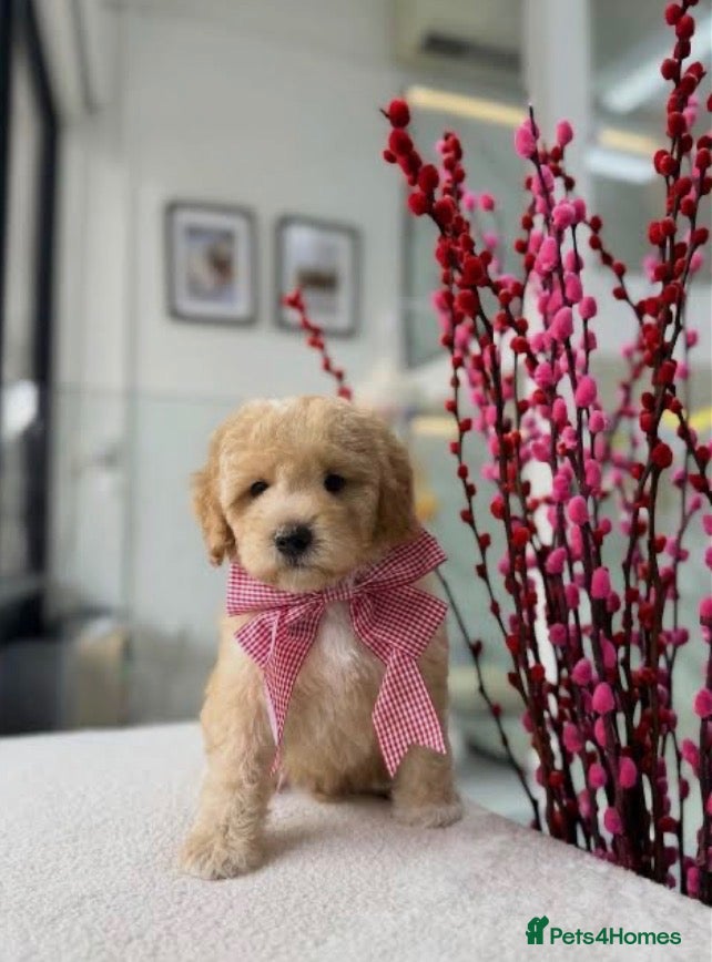 Mixed Breed dogs Toy poodle (Very cute) - Advert 4