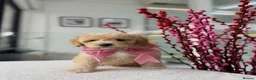 Mixed Breed dogs for sale: Toy poodle (Very cute) in London - Advert 1