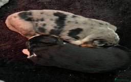 Mixed Breed dogs for sale: Merle & Tricolour Australian Mountain Dog Puppies - Image 9