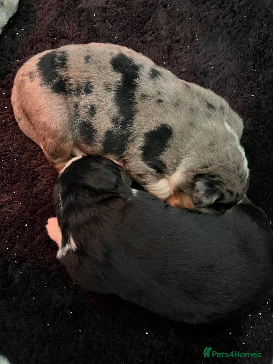 Mixed Breed dogs for sale: Merle & Tricolour Australian Mountain Dog Puppies - Image 9