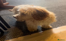 Cavachon dogs for sale: Cavavapoochon boy  - Image 9