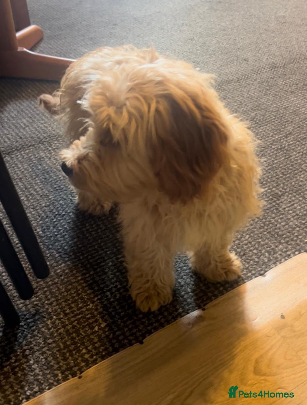 Cavachon dogs for sale: Cavavapoochon boy  - Image 9