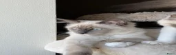 Ragdoll cats for sale: European ragdolls Ready to leave! - Advert 13