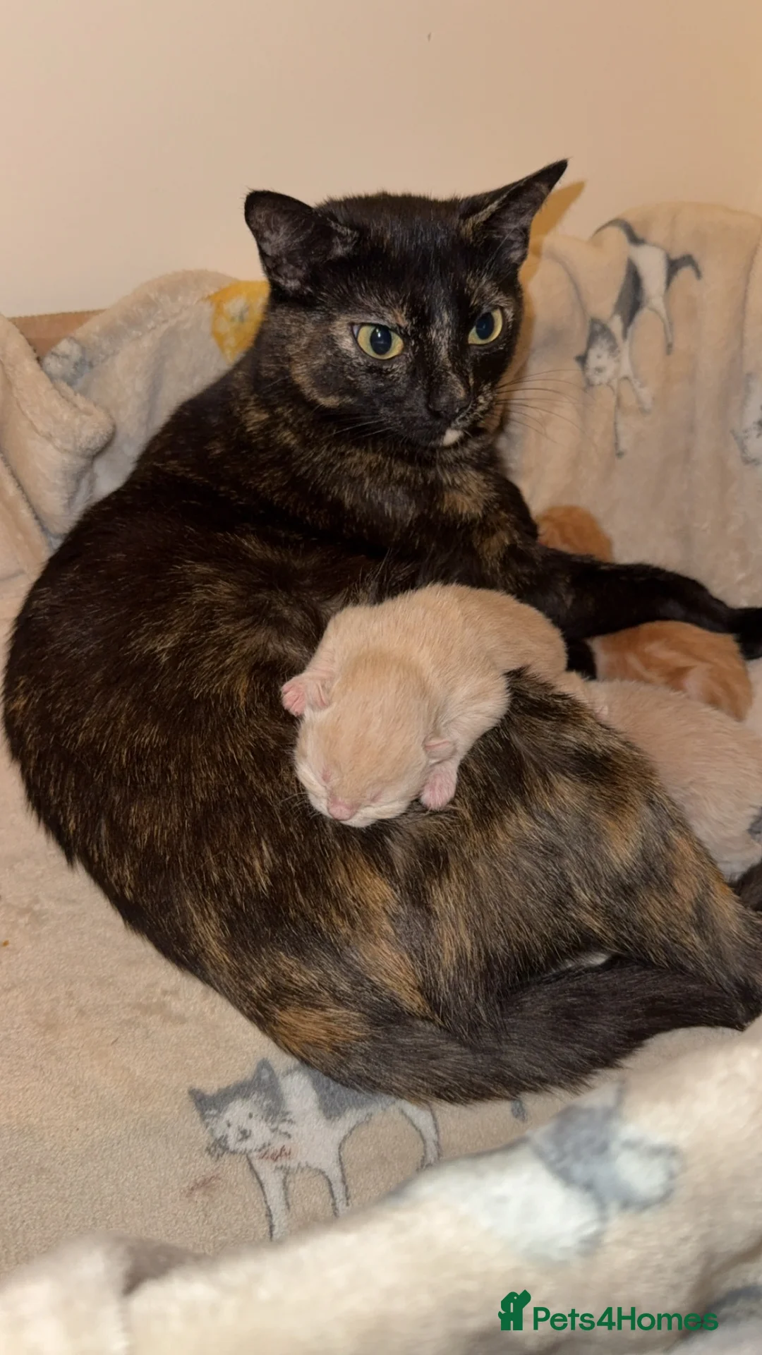 Mixed Breed cats for sale: MUM IS TORTOISE SHELL AND FATHER PERSIAN X RAGDOLL in Milford Haven - Advert 3