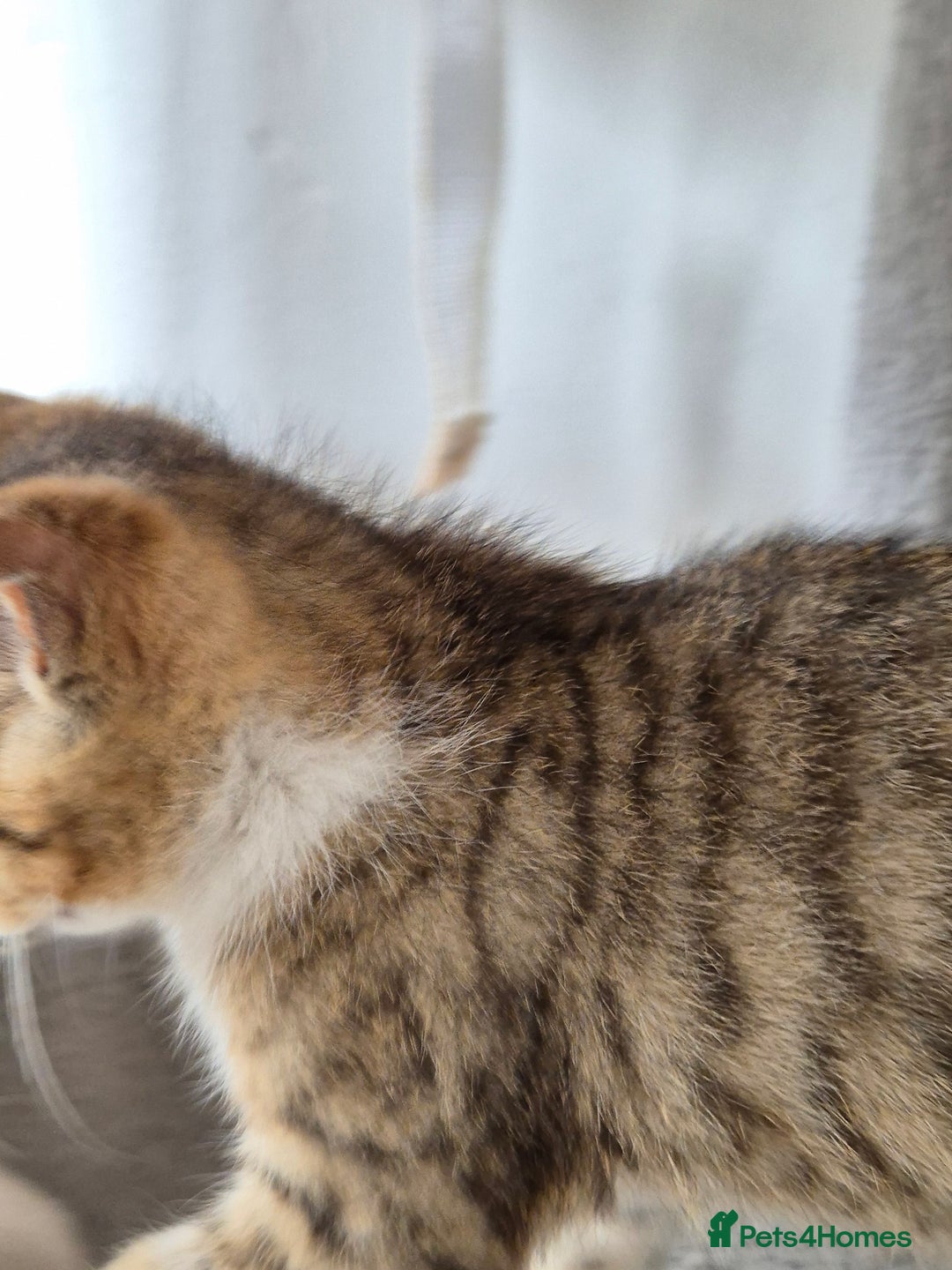 Selkirk Rex cats for sale: Pedigree Selkirk rex  kittens ready now  in Burnham-on-Sea - Image 23