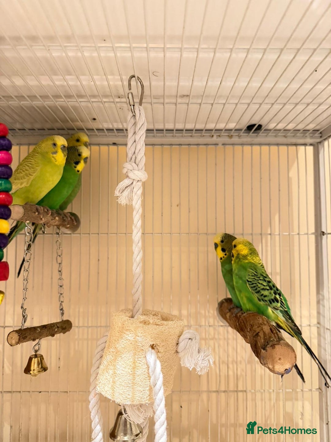 Budgerigars birds for sale: Blue and Green Budgies for Sale!! - Advert 2