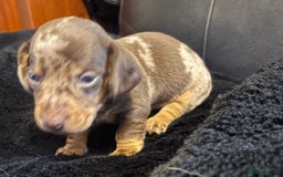 Miniature Dachshund dogs for sale: Stunning little boys - Image 4