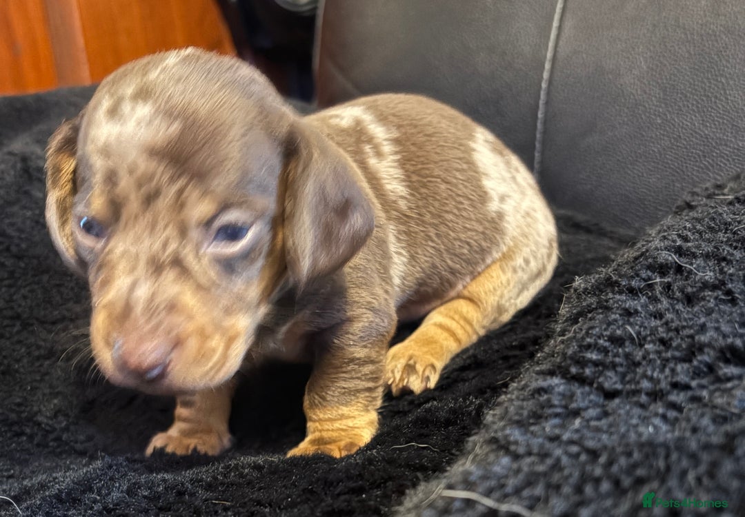 Miniature Dachshund dogs for sale: Stunning little boys - Image 4