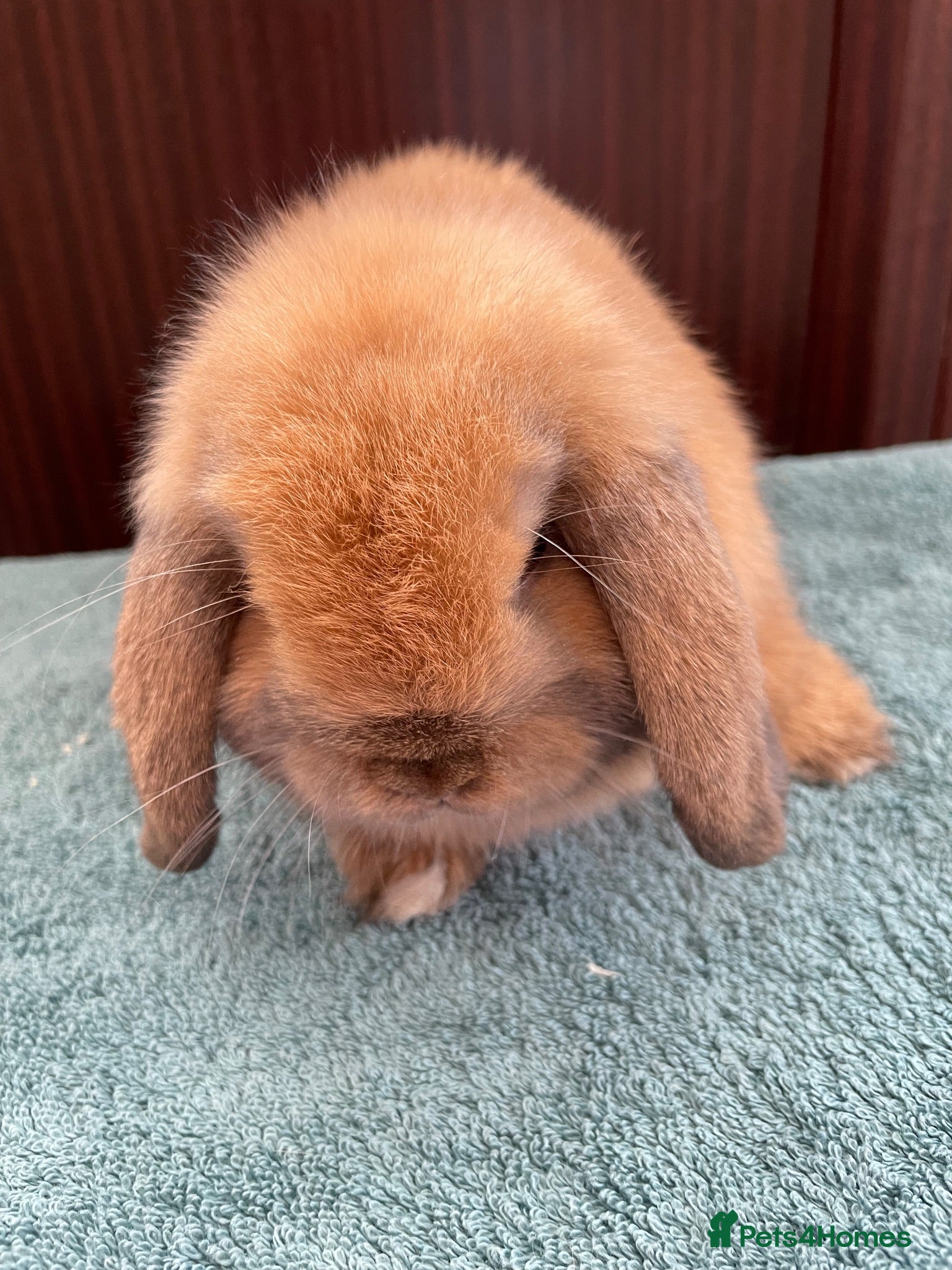 Mini Lop rabbits Mini lop sweet boy - Advert 8