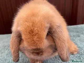 Mini Lop rabbits Mini lop sweet boy - Advert 1