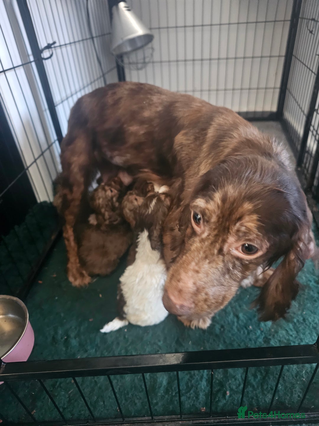 Cockapoo dogs for sale: F1 cockapoo puppies  - Advert 8