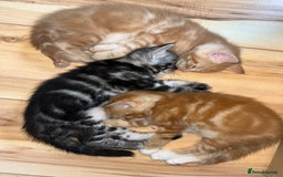 Maine Coon cats for sale: Maine Coon x Domestic Shorthair  - Image 3