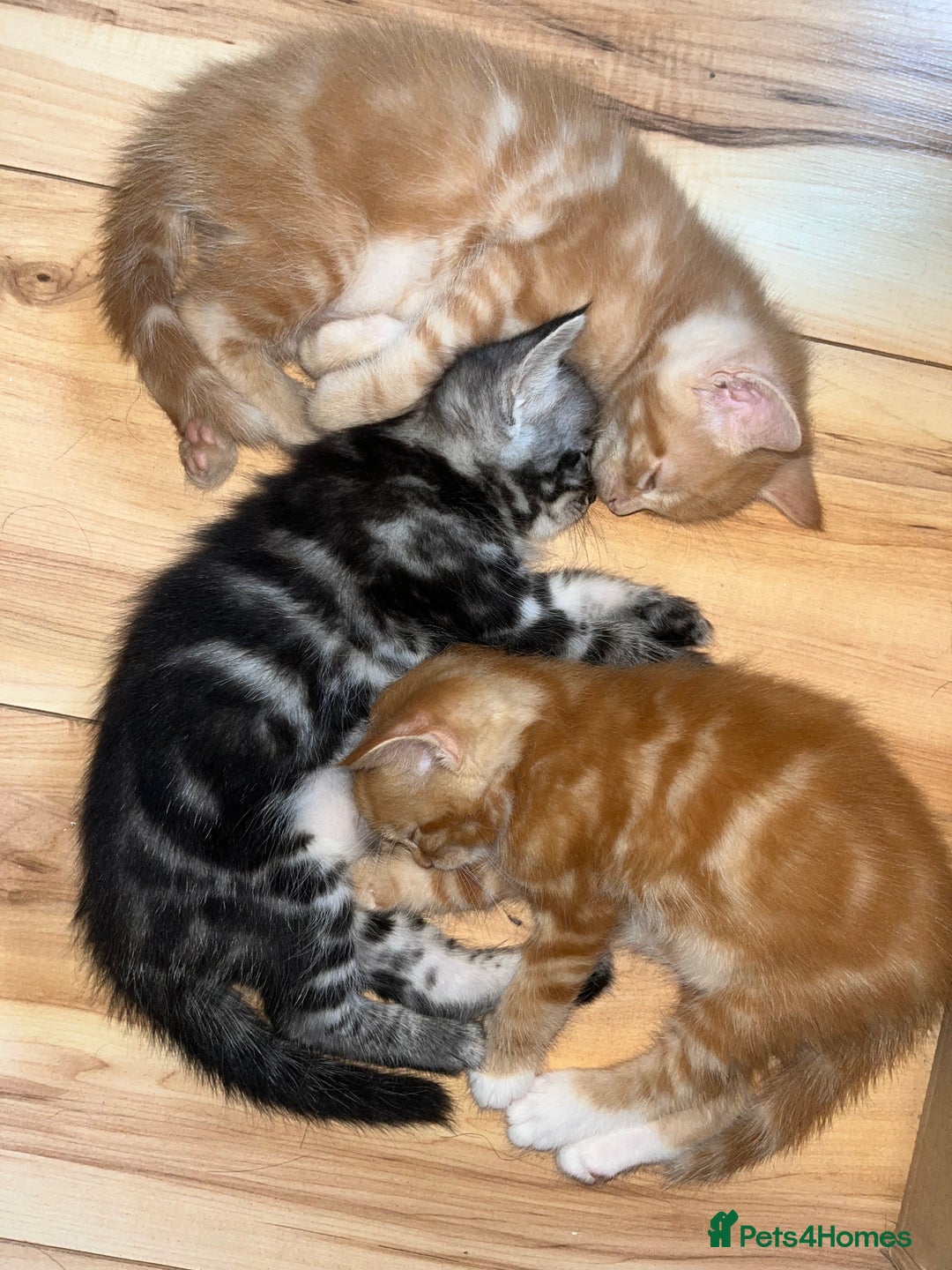Maine Coon cats for sale: Maine Coon x Domestic Shorthair  - Image 3