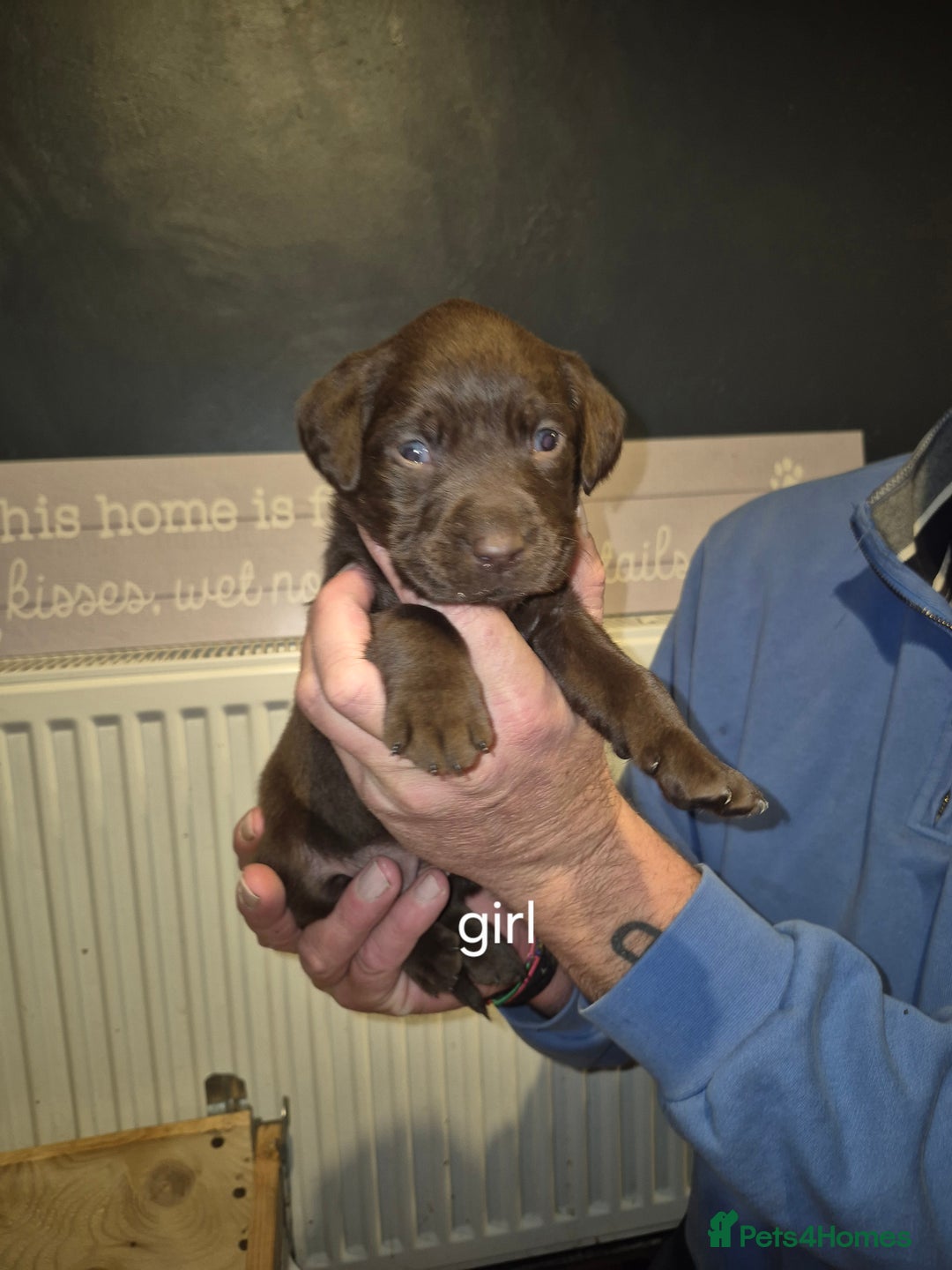 Labrador Retriever dogs for sale: 4 labrador puppies - Image 2