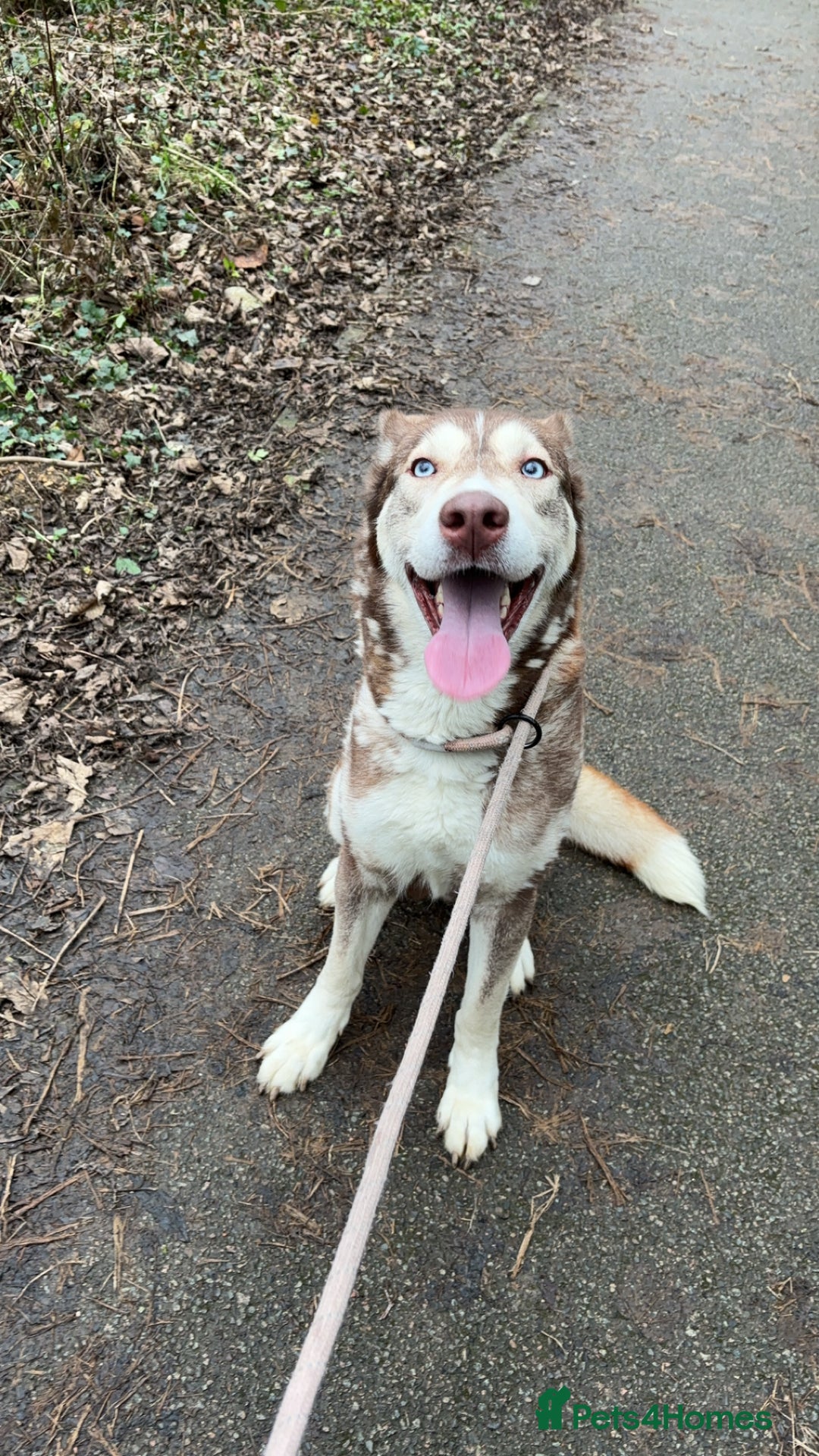 Siberian Husky dogs for sale: Siberian husky - Advert 3