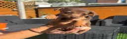 Jack Russell dogs for sale: Miniature Jack Russell puppy’s for sale  - Advert 18