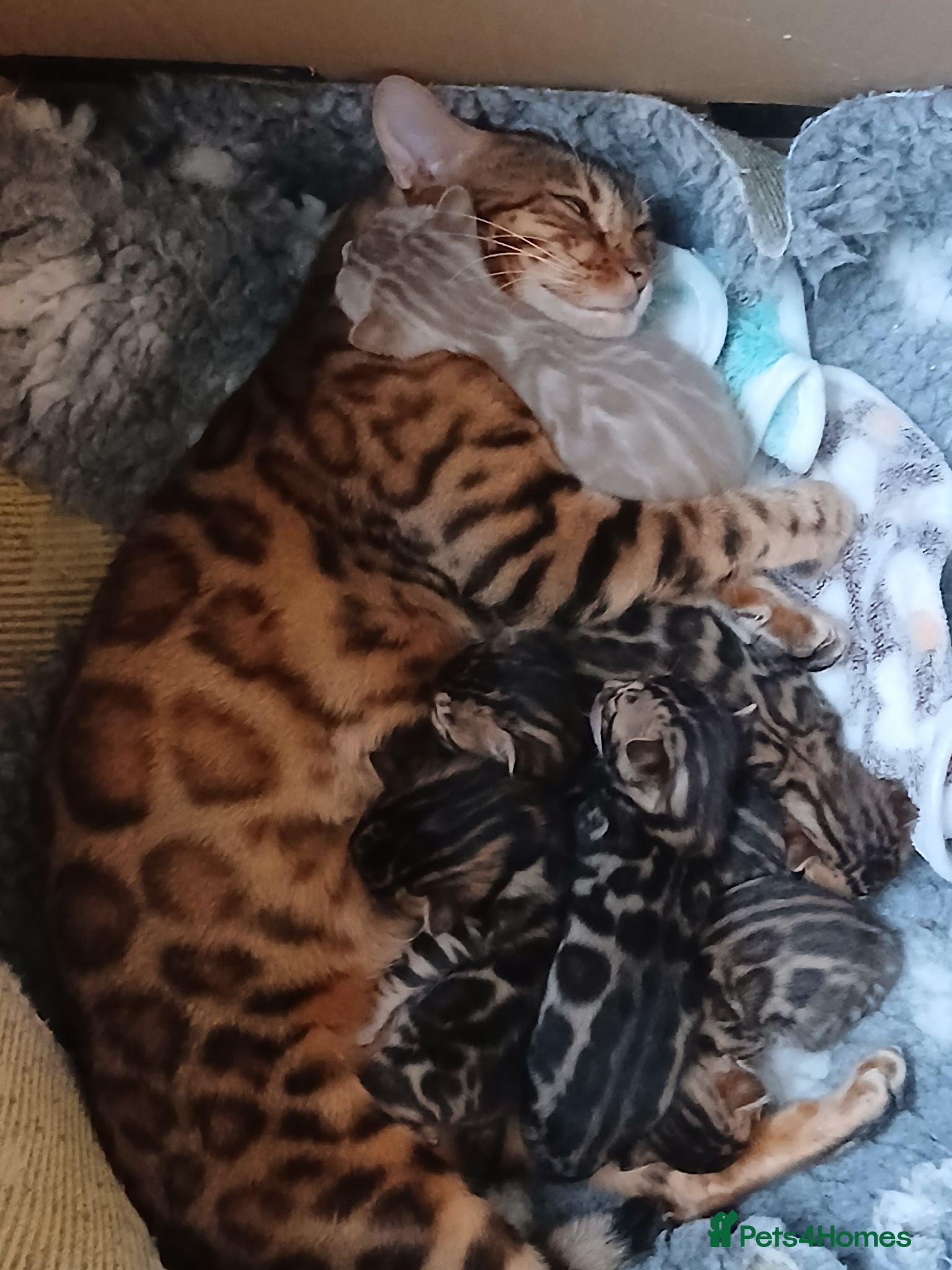 Bengal cats Family raised TICA Bengal kittens - Advert 10