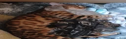 Bengal cats for sale: Family raised TICA Bengal kittens - Advert 21