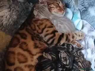 Bengal cats Family raised TICA Bengal kittens - Advert 10