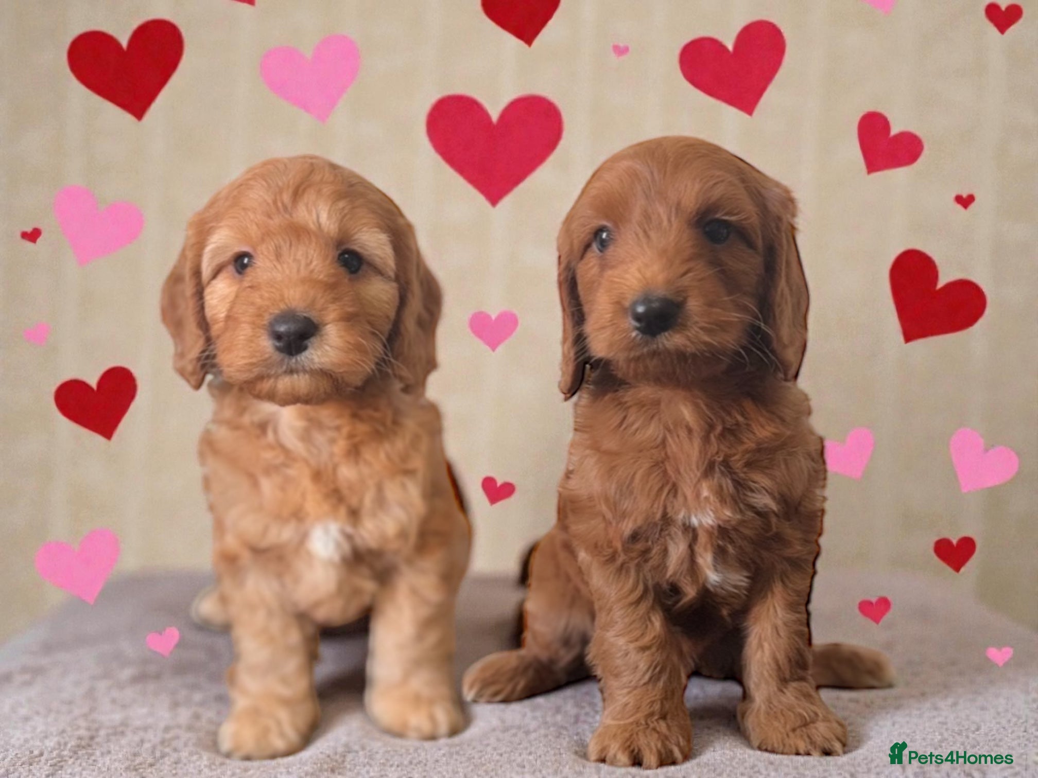 Cockapoo dogs 🐶THE MOST PERFECT SHOW SPANIELS and F1 COCKAPOOS - Advert 15