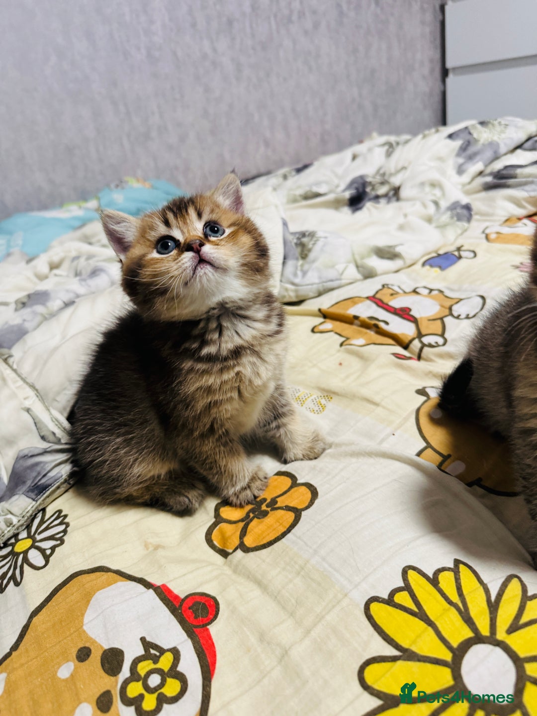 British Shorthair cats for sale: British shorthair - Advert 2