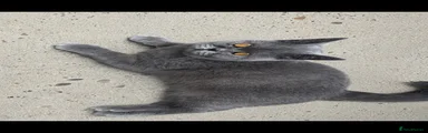 Female