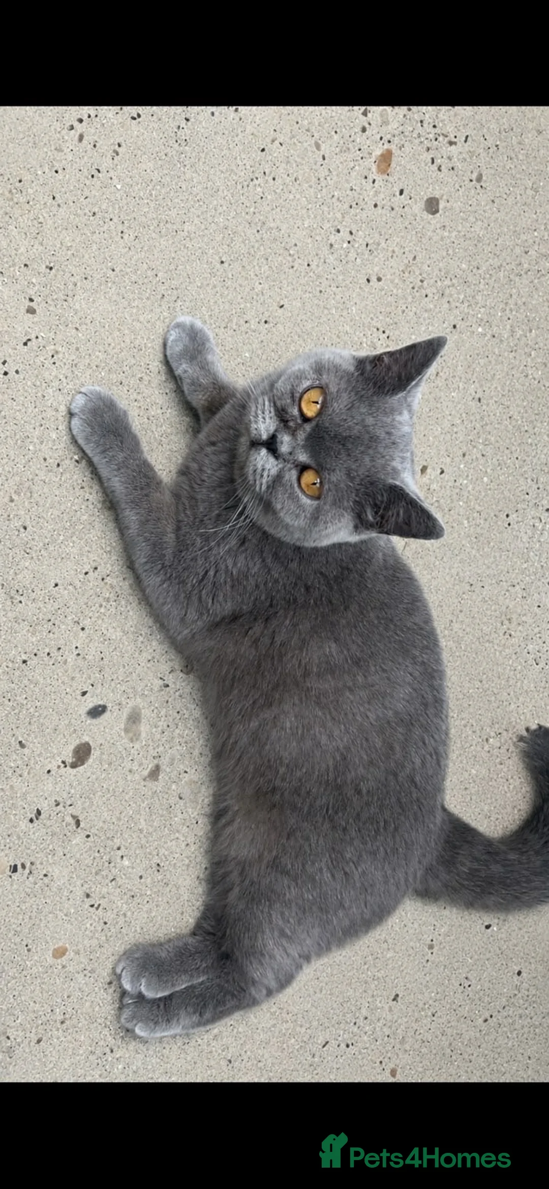 British Shorthair cats for sale: British short hair  - Advert 2