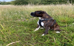 Boxer dogs for stud: Beautiful Dark Brindle Boxer|KC reg| Heart scored - Image 4