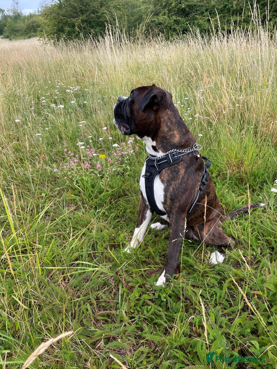Boxer dogs for stud: Beautiful Dark Brindle Boxer|KC reg| Heart scored - Image 4