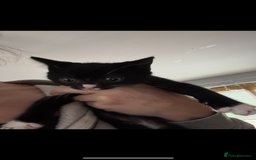 Mixed Breed cats for sale: 2 female black and white kittens - Image 1