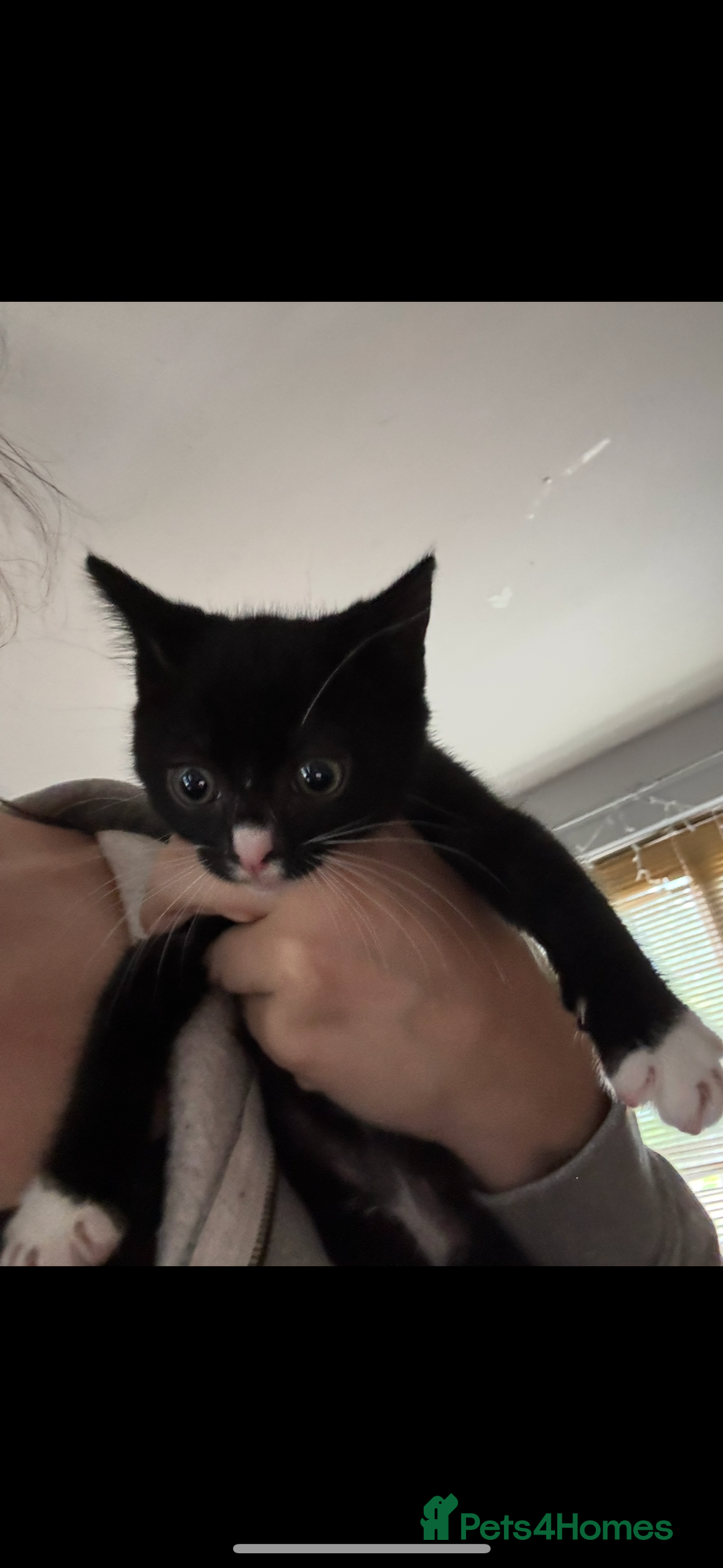 Mixed Breed cats for sale: 2 female black and white kittens - Image 1