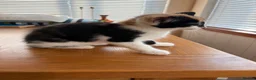 Mixed Breed cats for sale: Beautiful kittens for sale !! in Girvan - Advert 16
