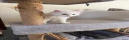 Turkish Angora cats for sale: Long hair kittens  - Advert 4