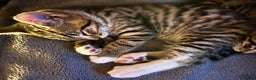 Bengal cats for sale:  Glittery Bengal X KittensWith Famous References!  - Advert 13