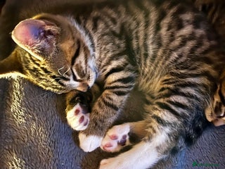 Bengal cats Glittery Bengal X KittensWith Famous References! - Advert 2