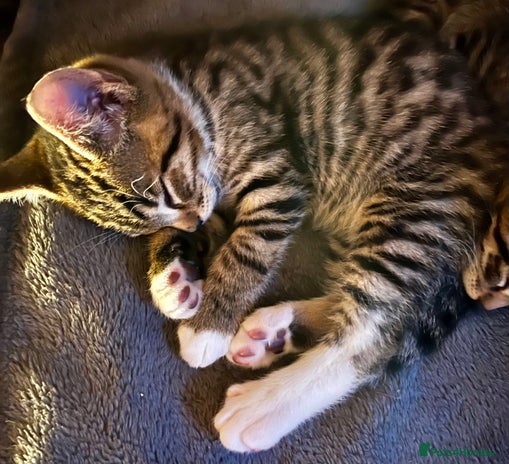 Bengal cats Glittery Bengal X KittensWith Famous References! - Advert 16