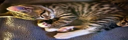 Bengal cats for sale:  Glittery Bengal X KittensWith Famous References!  - Advert 13