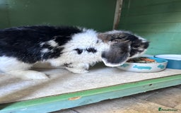 Mini Lop rabbits for sale: Male mini lop rabbit  - Image 10
