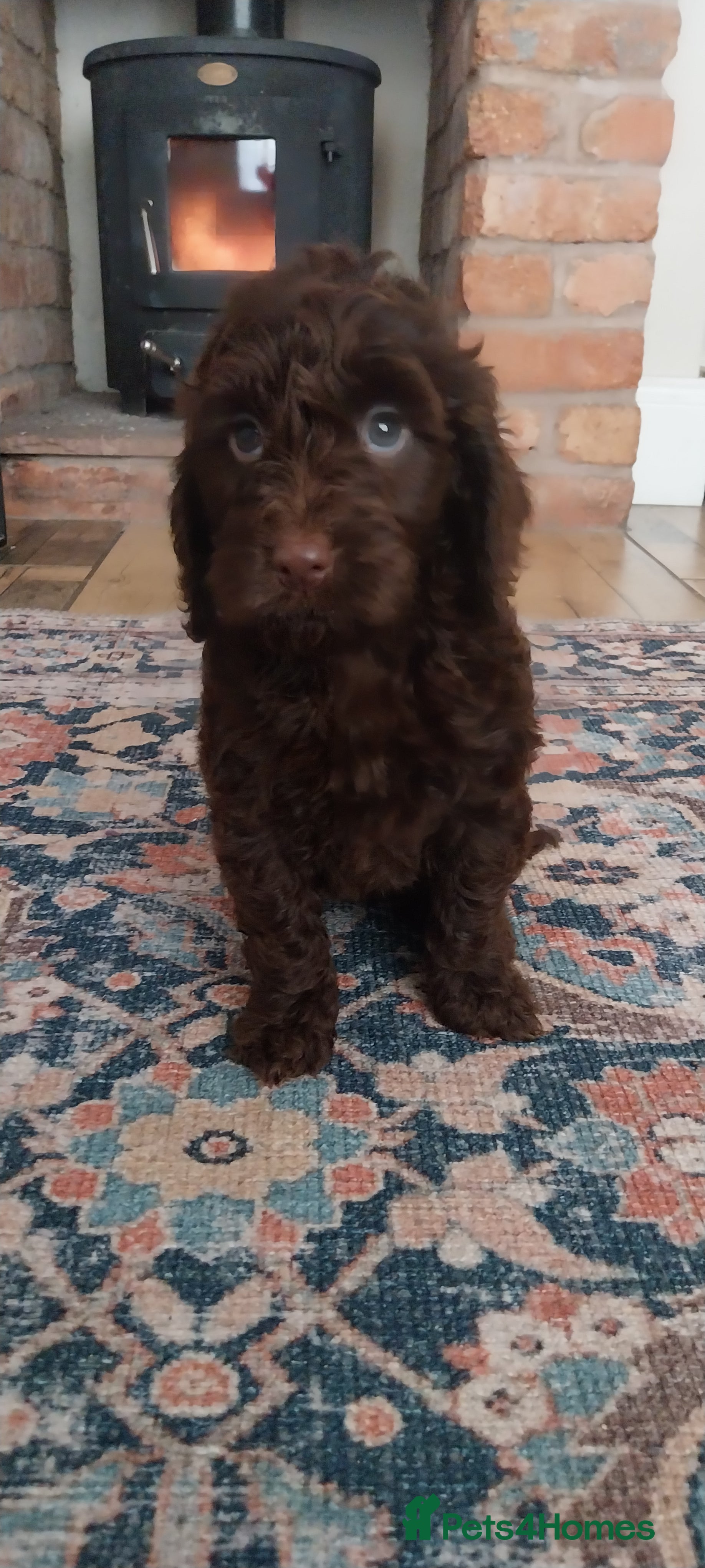 Cockapoo dogs Beautiful cockapoo puppies hereditary clear - Advert 4