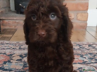 Cockapoo dogs Beautiful cockapoo puppies hereditary clear - Advert 5