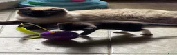 Ragdoll cats for sale: Ragdoll x in Nottingham - Advert 15